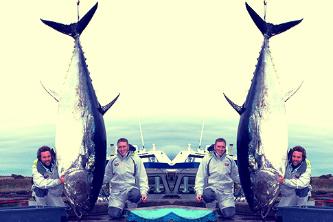thousand-pound-tuna